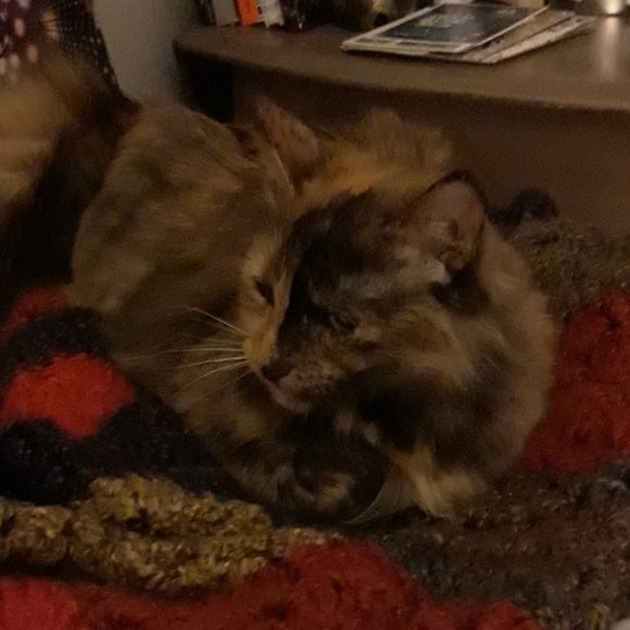 Meet your Posher, Amy - Picture 8 of 8